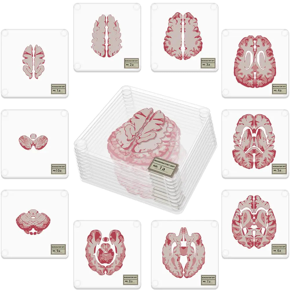 “Think Drink” – 3D Brain Slice Coaster Set (10-Pack for Questionably Intelligent People)